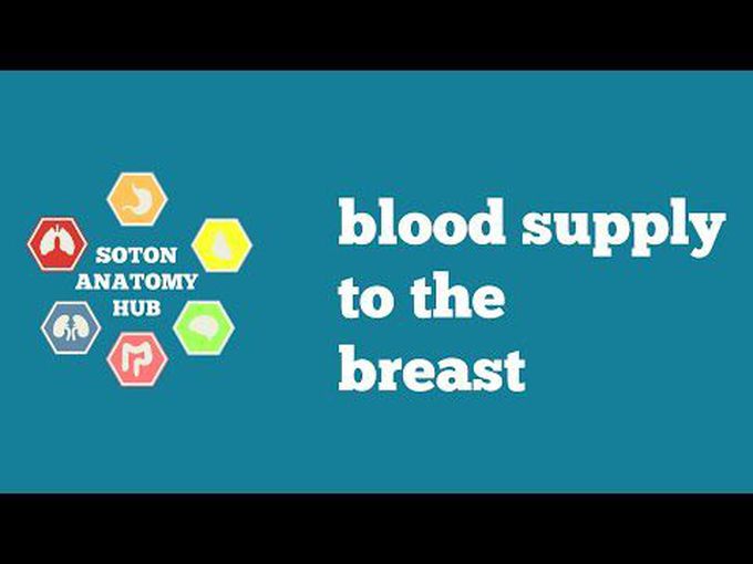 Blood supply to the breast
