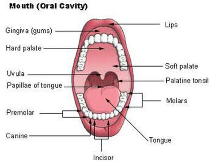 Oral Cavity