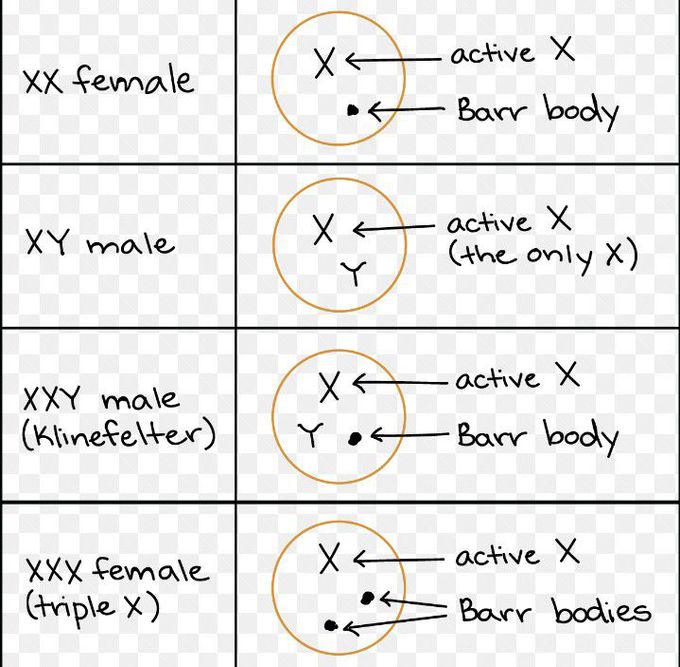 Barr bodies (sex chromatin)
