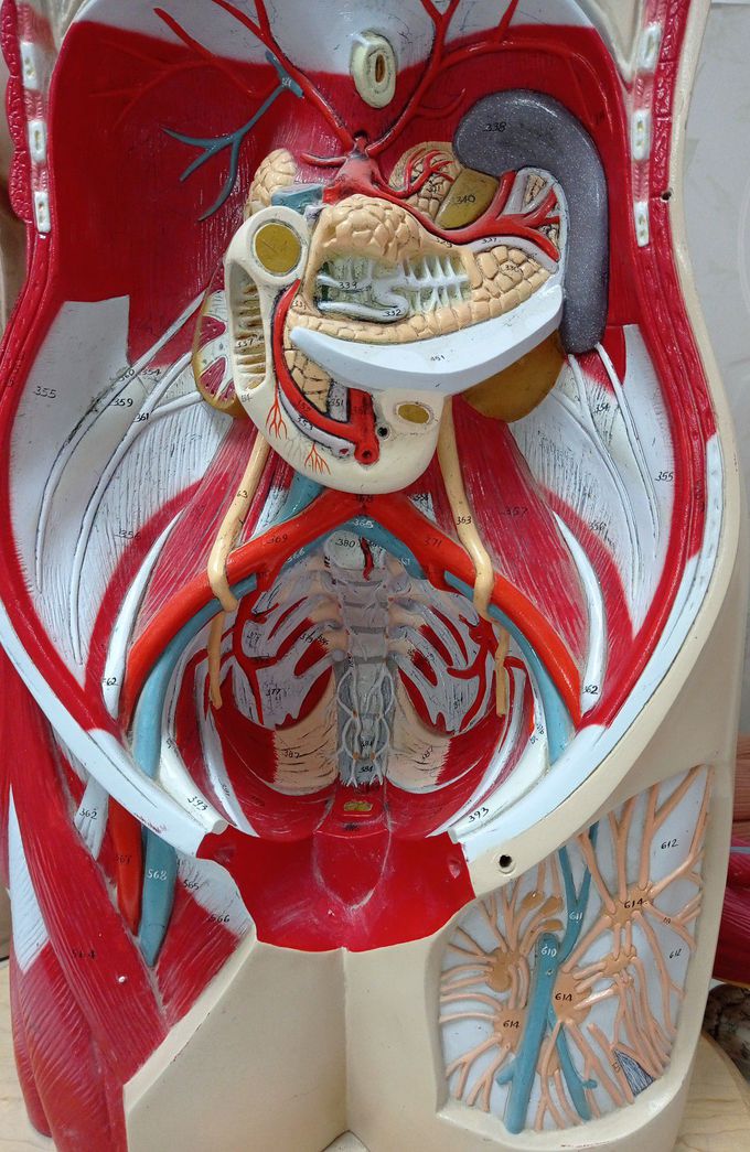 Anatomy of the abdomen and pelvis