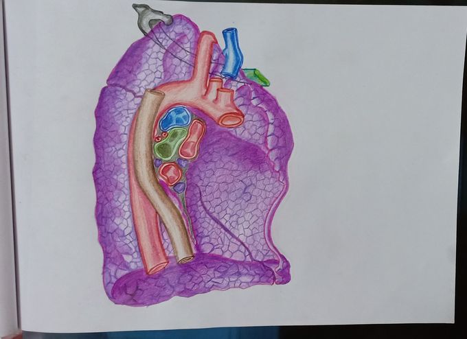 Anatomy diagrams.