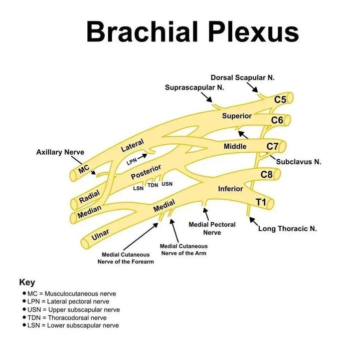 Brachial Plexus