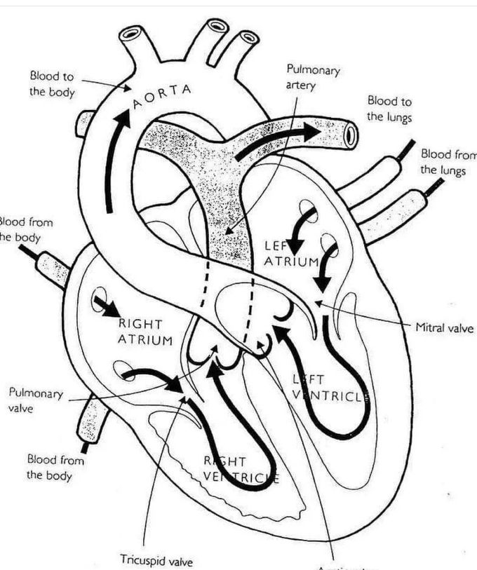 the-heart-medizzy