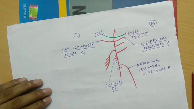 Femoral artery , PART - 2/2