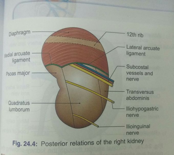 Kidney