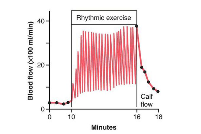 Effect of exercise on blood flow