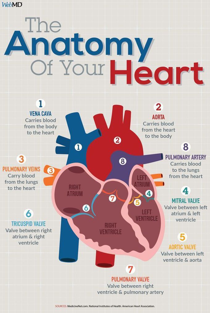 Anatomy of your heart