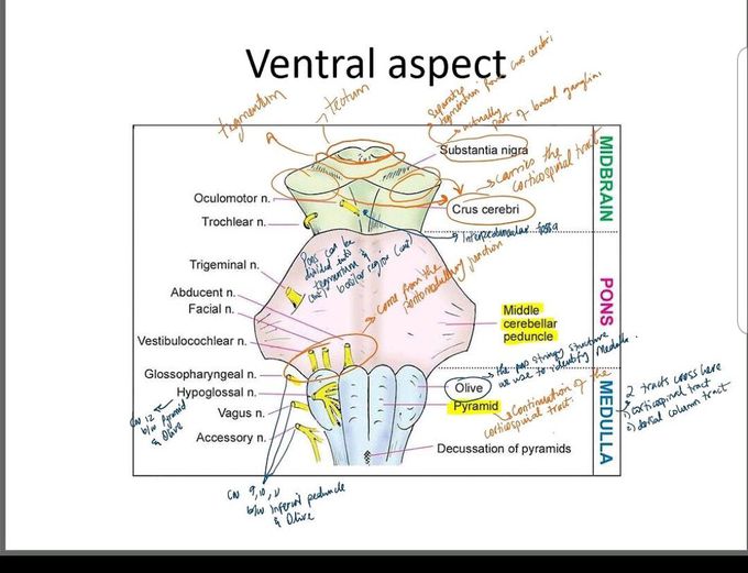 Ventral Aspect of the Pons