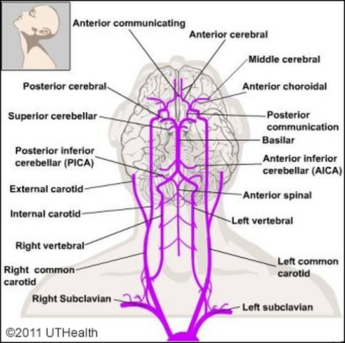 posterior spinal artery