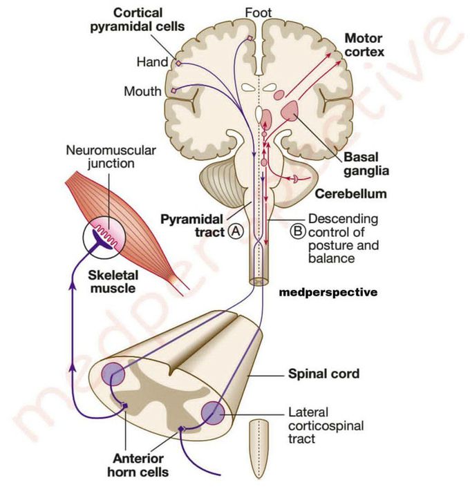 Motar system