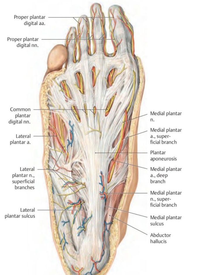 Muscles of the foot