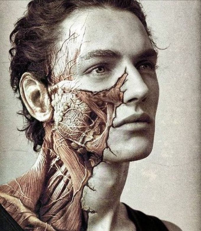 Facial anatomy