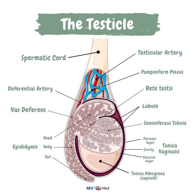 The Testicle & Mnemonic - REV Med Anatomy