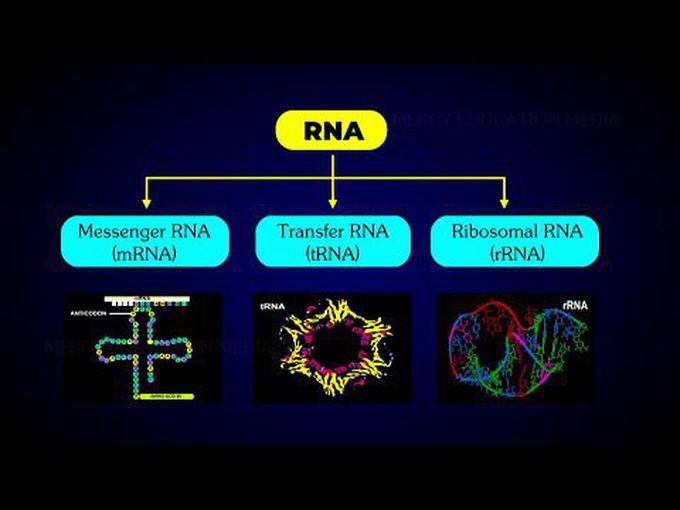 Types of RNA (overview)