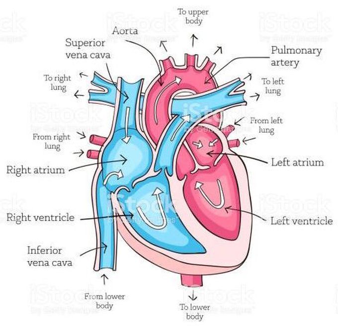 Blood Flow