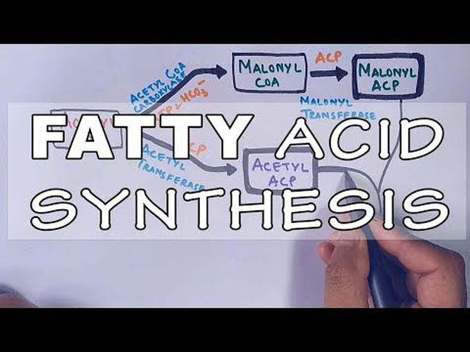 Quick overview of formation of fatty acids