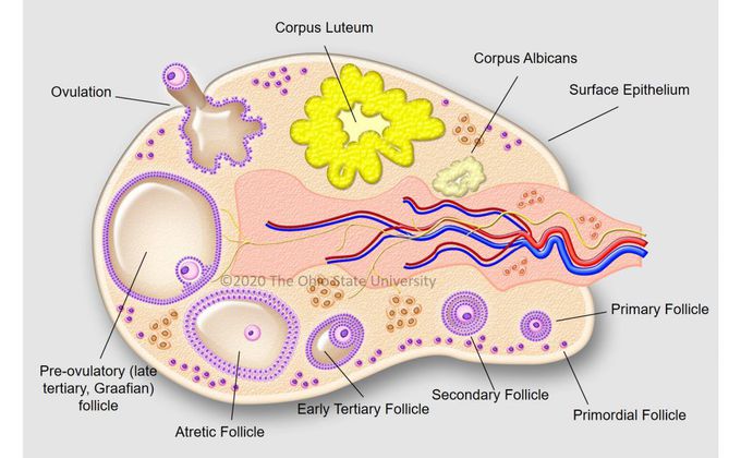 Epithelium of ovary