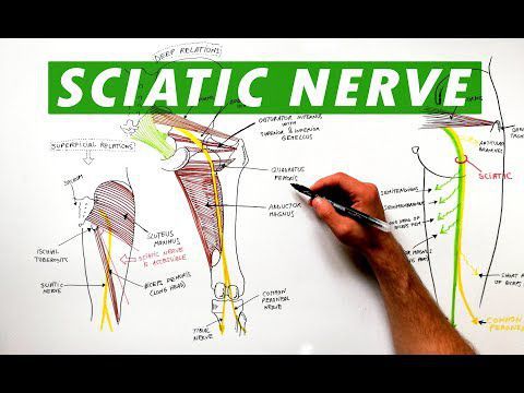 sciatic nerve branches