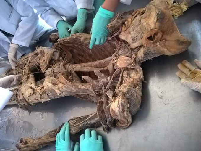 Do you like anatomy
