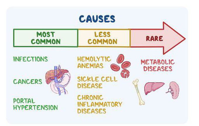Causes of splenunculi
