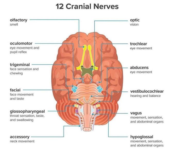 The Crainal Nerves
