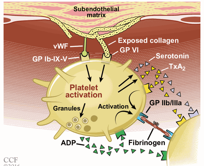 Platelet aggregation