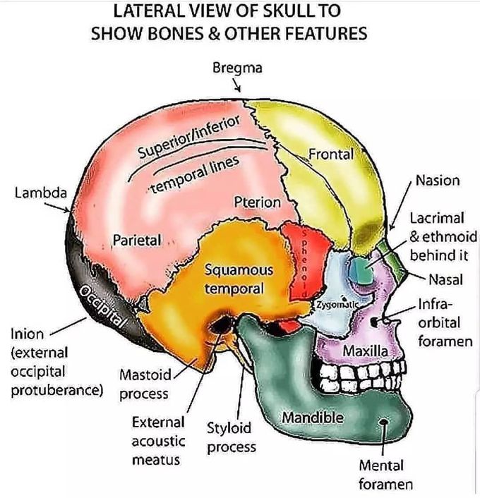 Lateral view of the skull