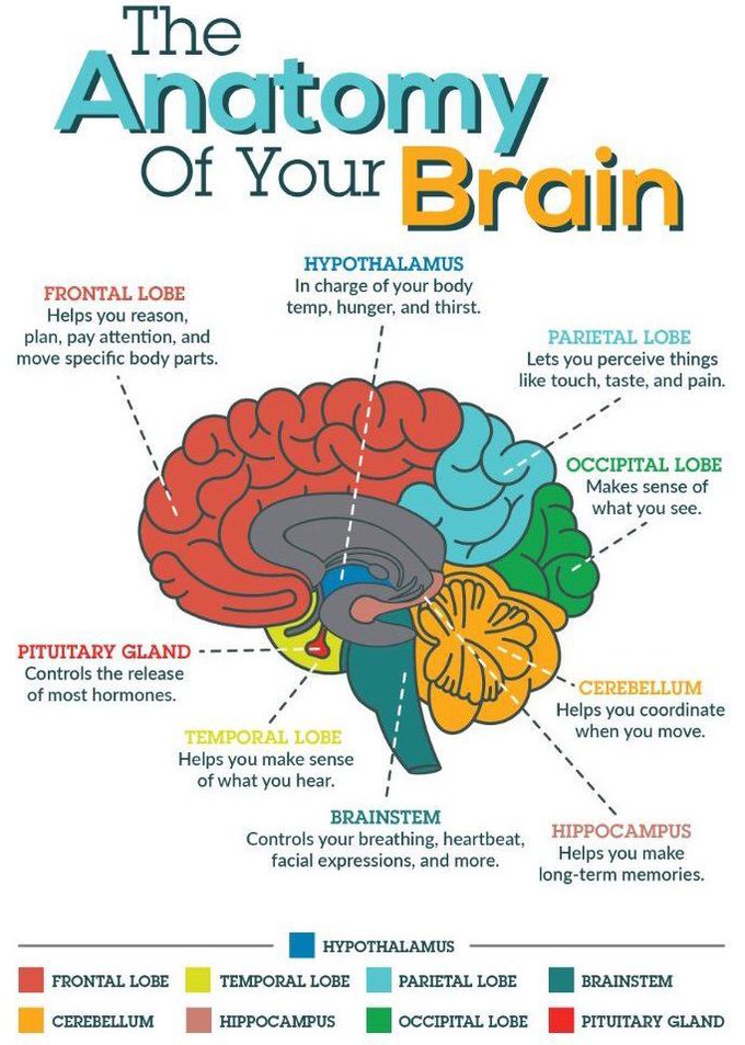 Brain 🧠