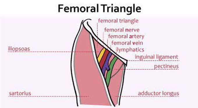 Femoral Triangle