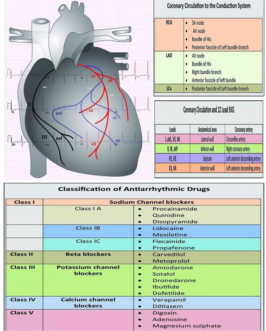 Coronary Circulation MEDizzy