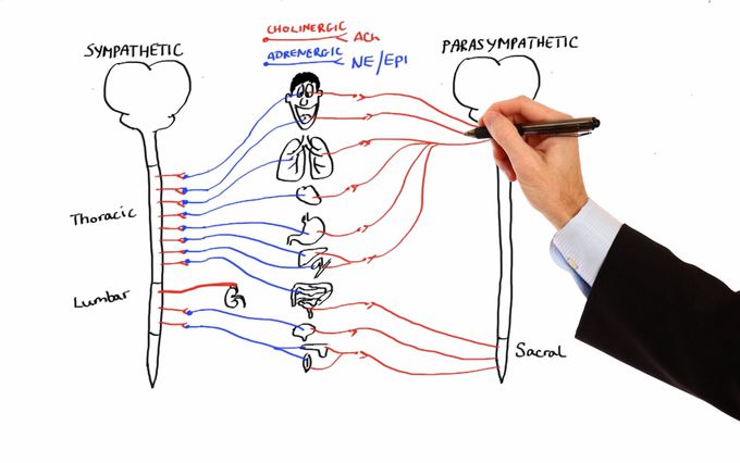 Pharmacology - AUTONOMIC NERVOUS SYSTEM (MADE EASY)