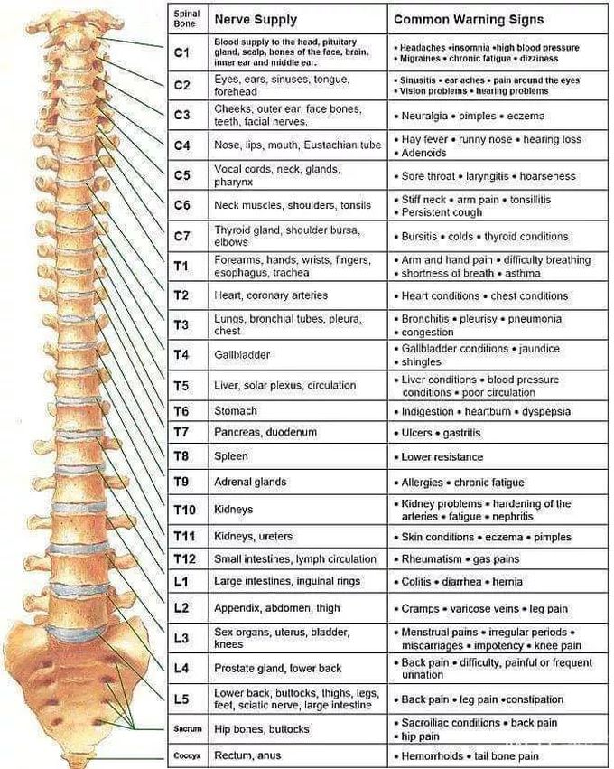 Spinal bone