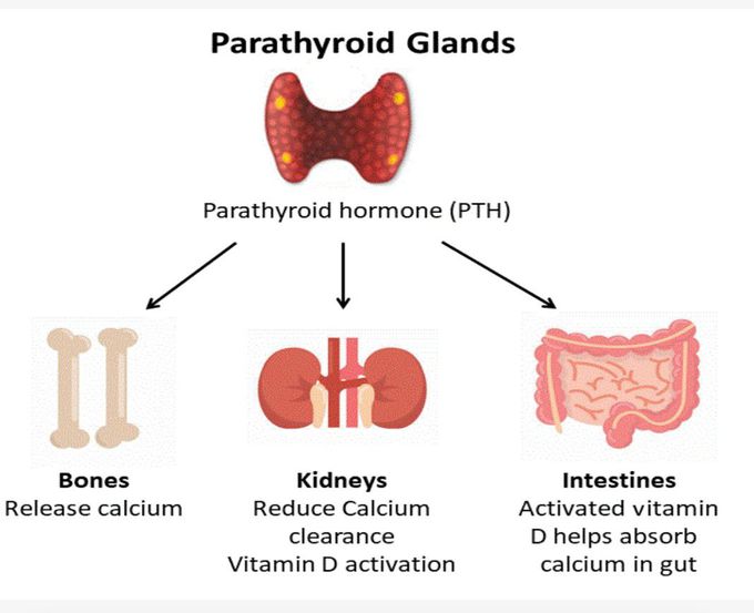 Parathyroid Glands