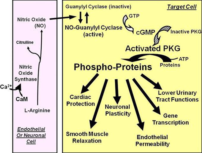 cGMP mechanism of hormone action