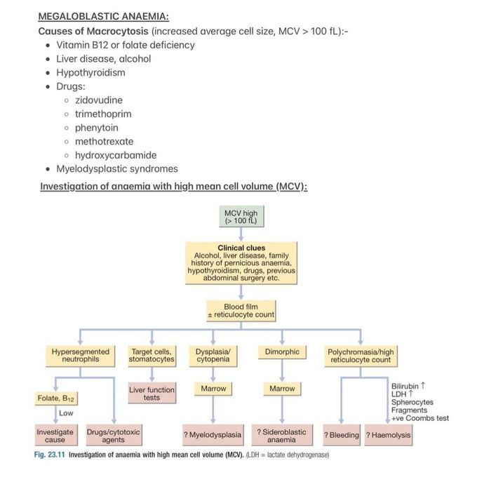 Megaloblastic Anemia II