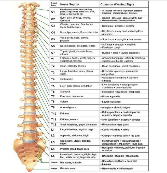 Spinal Cord