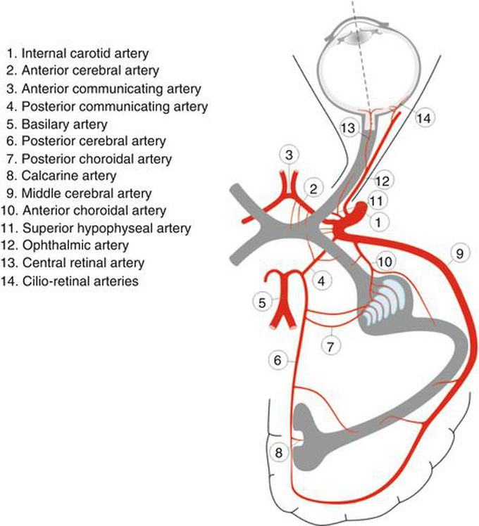 Blood supply of visual pathway