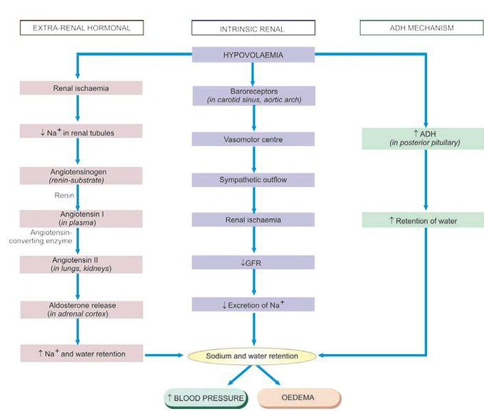 Edema mechanisms