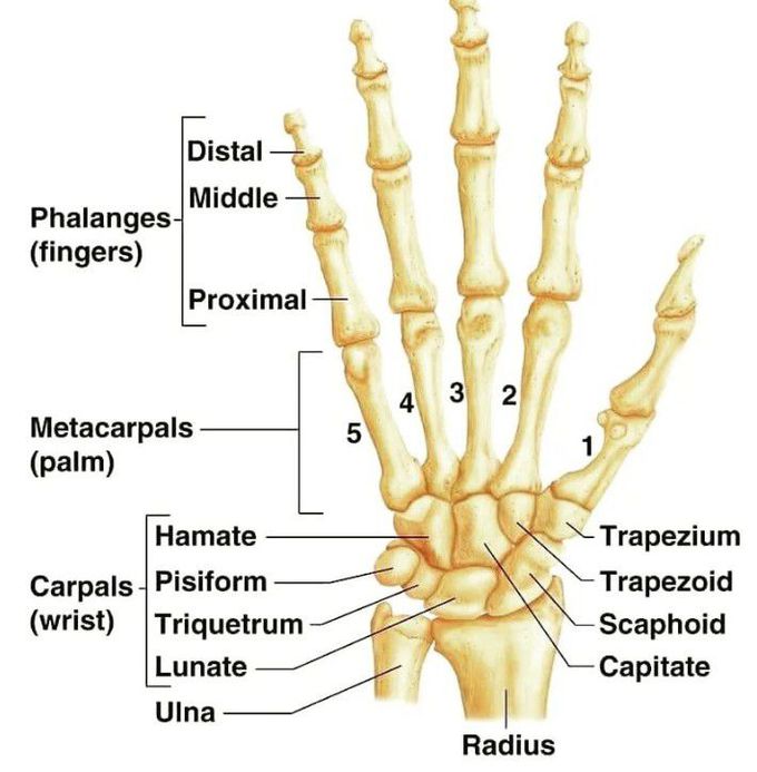 Anatomy of the hand - MEDizzy