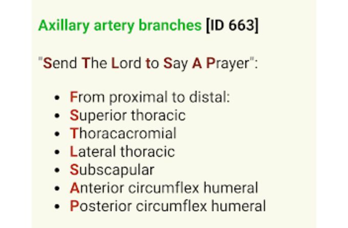 Axillary artery branches