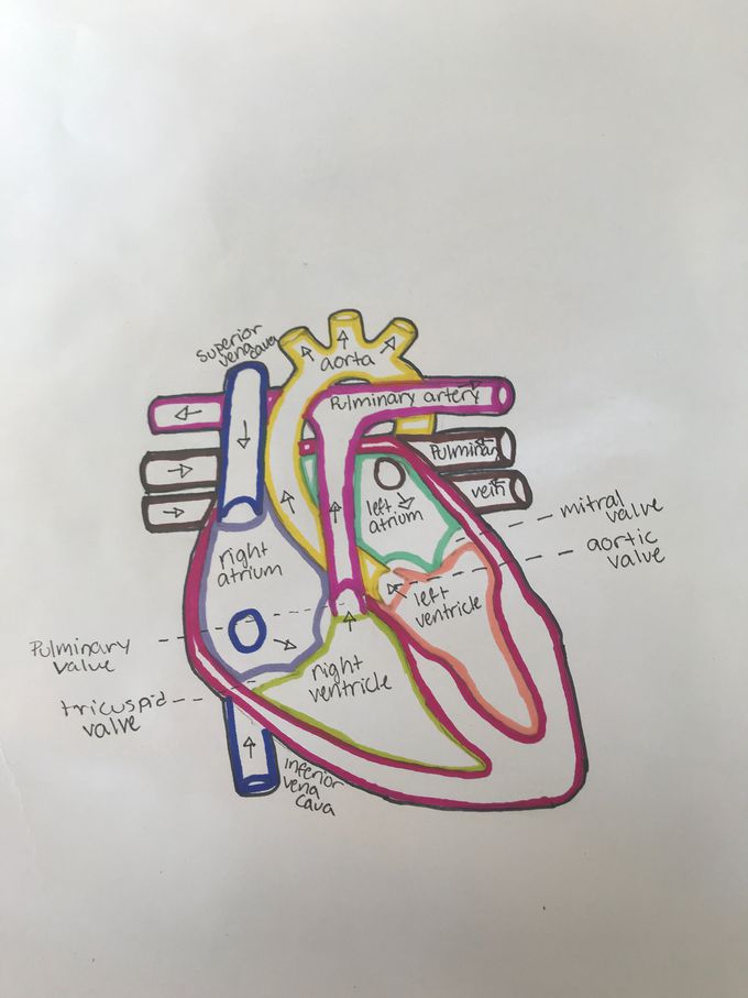 Heart diagram - MEDizzy