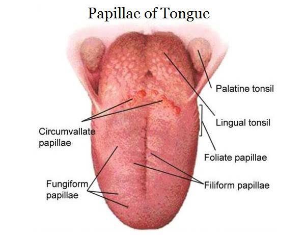 Papillae Of Tongue Medizzy 5153