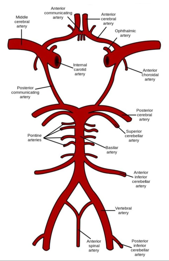 "Circle of Willis"