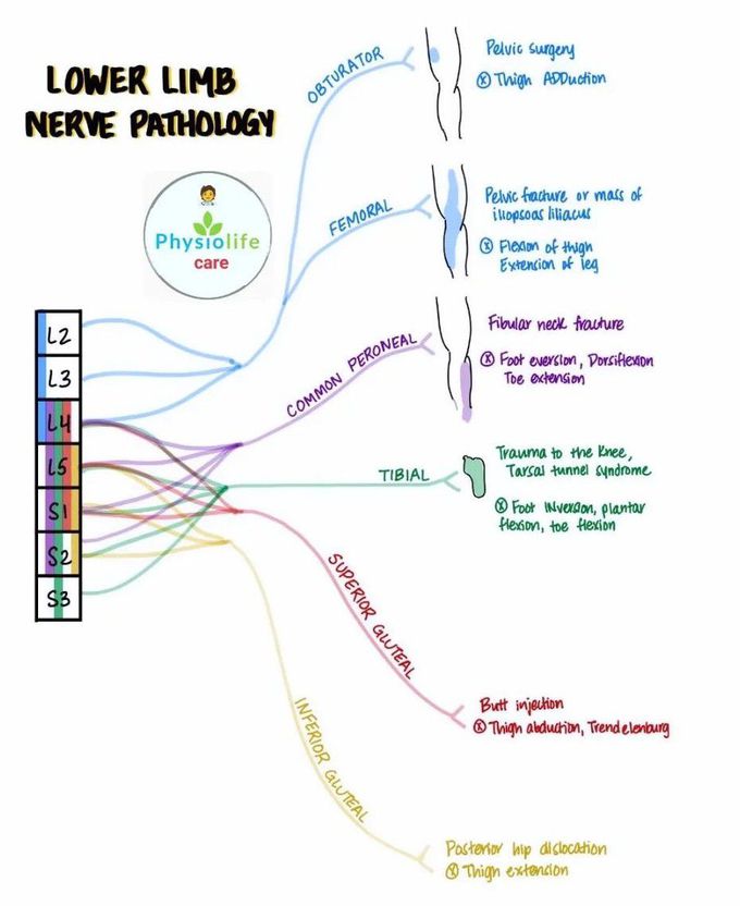 Lower Limb Pathology