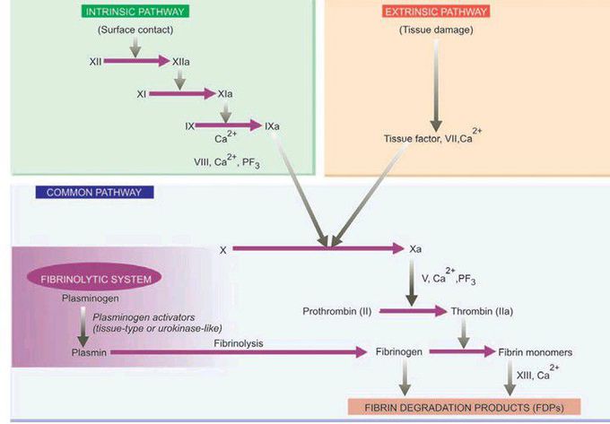 Coagulation pathways