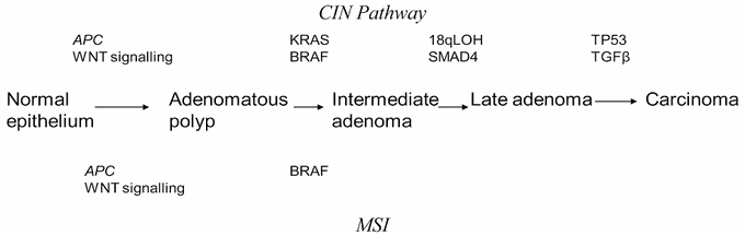 CIN Pathway