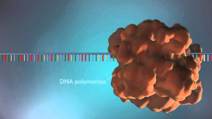 DNA replication - 3D Animation