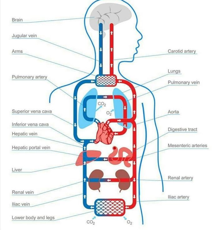 Circulatory system