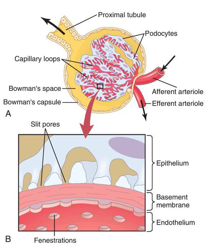 Glomerular capillaries