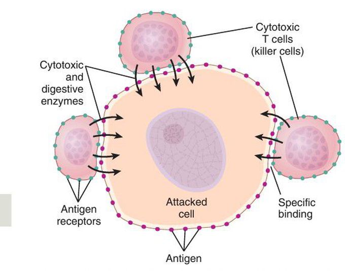 Cytotoxic T cells